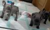 Puppies for sale USA, California, Los Angeles, Los Angeles French Bulldog, Male and female