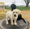 Puppies for sale Ireland, Dublin Labrador Retriever