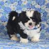 Puppies for sale Germany, Berlin Shih Tzu