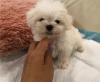 Puppies for sale Spain, Malaga Maltese
