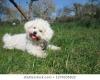 Puppies for sale Finland, Helsinki Other breed, bolognese puppy