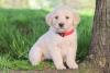Puppies for sale Spain, Albacete Golden Retriever