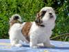 Puppies for sale Cyprus, Paphos Shih Tzu