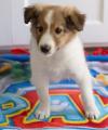 Puppies for sale Cyprus, Paphos Sheltie (Shetland Sheepdog)