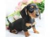 Puppies for sale Germany, Magdeburg Dachsbracke