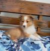 Puppies for sale Germany, Cologne Sheltie (Shetland Sheepdog)