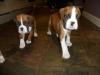 Puppies for sale Luxembourg, Luxembourg Boxer