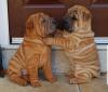 Puppies for sale Cyprus, Limassol Shar Pei