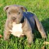 Puppies for sale Cyprus, Larnaca American Pit-Bull Terrier