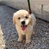 Puppies for sale Spain, Barcelona Golden Retriever