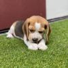 Puppies for sale Netherlands, Venlo Beagle