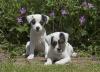 Puppies for sale Germany, Jack Russell Terrier