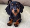 Puppies for sale Cyprus, Larnaca Dachshund