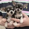 Puppies for sale Portugal, Port Chihuahua