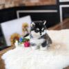 Puppies for sale Belgium, Antwerp , Pomsky puppies
