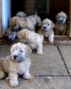 Puppies for sale Russia, Biisk Glen Of Imaal Terrier