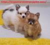 Puppies for sale Finland, Rovaniemi Pomeranian Spitz