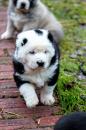 Puppies for sale Russia, CA Central Asia Shepherd Dog