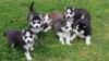 Puppies for sale Netherlands, Eindhoven Haski