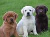 Puppies for sale Germany, Augsburg Labrador