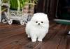 Puppies for sale United Kingdom, Glasgow Pomeranian Spitz