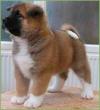 Puppies for sale United Kingdom, Colchester Great Japanese Dog