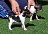 Puppies for sale Czech Republic, Brno Fokxterer