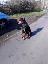 Puppies for sale Germany, Yen Doberman