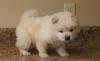 Puppies for sale Cyprus, Nicosia Chow Chow