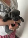 Puppies for sale Germany, Sprout Staffordshire Bull Terrier