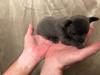 Puppies for sale Germany, Zwickau Chihuahua