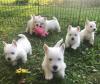 Puppies for sale Germany, Zwickau Welsh Terrier