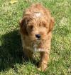 Puppies for sale Belgium, Gant , Cockapoo