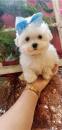 Puppies for sale Germany, Berlin Maltese