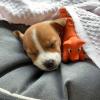 Puppies for sale Portugal, Lisbon Jack Russell Terrier