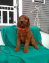 Puppies for sale Germany, Berlin , Goldendoodle