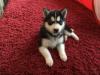 Puppies for sale Canada, Ontario, London Haski
