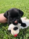 Puppies for sale Finland, Lapperanta Pug