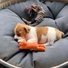 Puppies for sale Hungary, Budapest Jack Russell Terrier