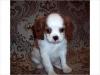Puppies for sale Luxembourg, Luxembourg King Charles Spaniel