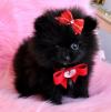 Puppies for sale Cyprus, Larnaca Pomeranian Spitz