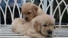 Puppies for sale Belgium, Charleroi Golden Retriever