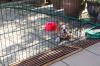 Puppies for sale Germany, Frankfurt an der Oder English Bulldog