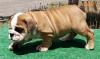 Puppies for sale Lithuania, Kaunas English Bulldog