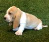 Puppies for sale Finland, Helsinki, Espoo Basset Hound