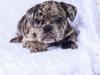 Puppies for sale Netherlands, Maastricht French Bulldog