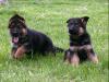 Puppies for sale Belgium, Charleroi German Shepherd Dog