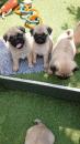 Puppies for sale Finland, Rovaniemi Pug