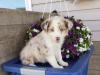 Puppies for sale Finland, Helsinki, Espoo Australian Shepherd