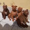 Puppies for sale Netherlands, Groningen American Pit-Bull Terrier